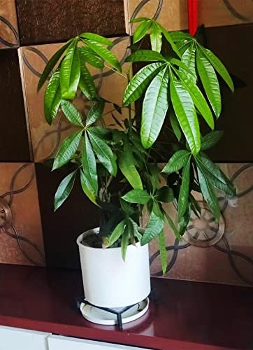 TenFuju 98 Rustproof Iron Plant Stand 2 Pack